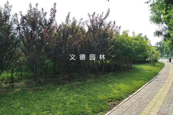 太平河西延綠化施工二標